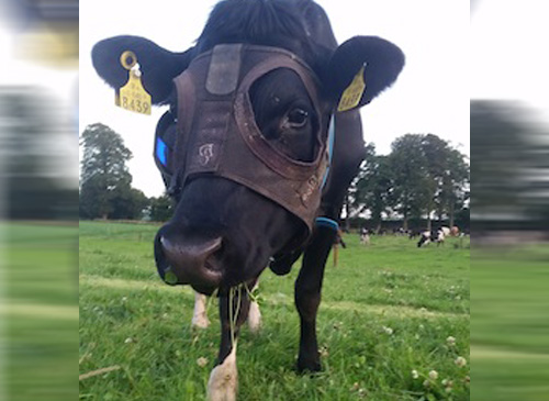 Αποτέλεσμα εικόνας για Αγελάδες μάσκα τεχνητό φως γάλα