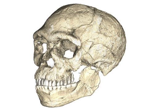 Κρανίο αρχαιότερου Homo sapiens | Πηγή: Philipp Gunz-MPI EVA Leipzig